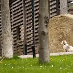 Tiny House In Absoluter Alleinlage Direkt Am Naturteich Grosse Terrasse Grill Und Kaminofen Juni - September Mindestmietzeit 1 Woche Sa- Sa Prázdninový dům Großharthau