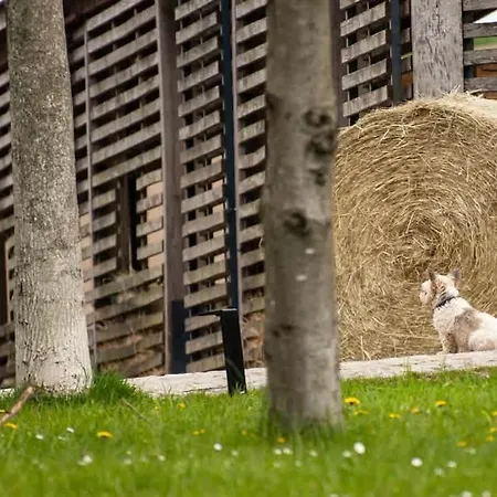 Tinyhousebeidresden In Absoluter Alleinlage Direkt Am Naturteich Große Terrasse Grill Und Kaminofen Juni - September Mindestmietzeit 1 Woche Sa- Sa Ferienhaus